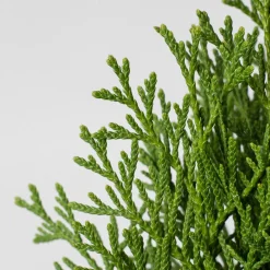 Tuya Occidental - Thuja occidentalis 'Emerald Green'