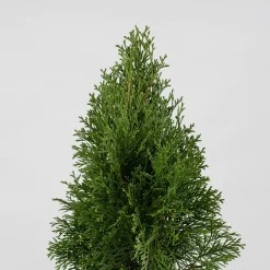 Tuya Occidental - Thuja occidentalis 'Emerald Green'