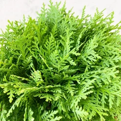 Tuya Occidental - Thuja occidentalis 'Danica'