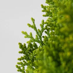 Tuya Oriental - Thuja orientalis 'Aurea Nana'