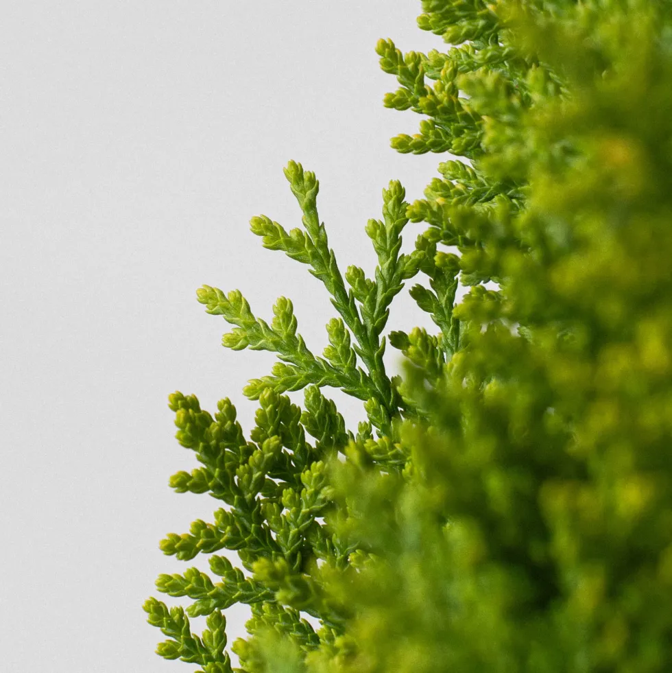 Tuya Oriental - Thuja orientalis 'Aurea Nana'