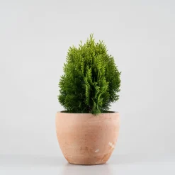 Tuya Oriental - Thuja orientalis 'Aurea Nana'