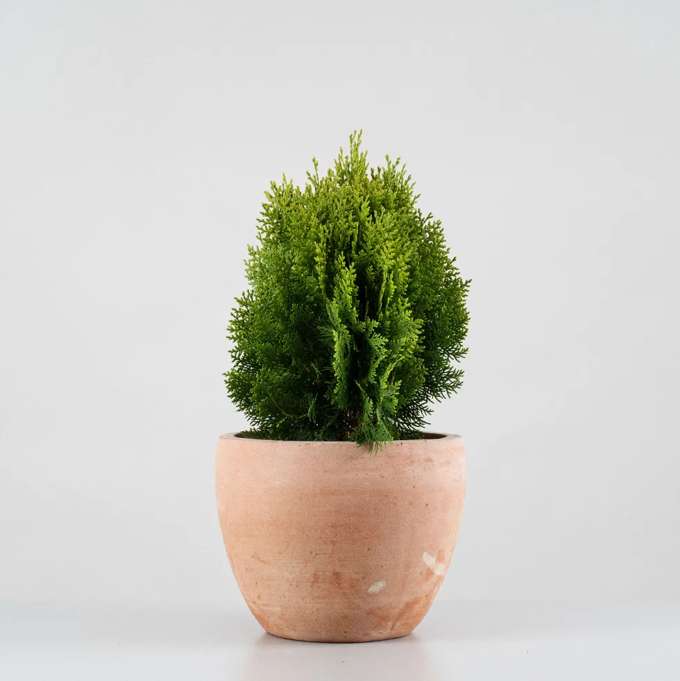 Tuya Oriental - Thuja orientalis 'Aurea Nana'