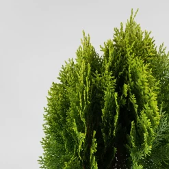 Tuya Oriental - Thuja orientalis 'Aurea Nana'