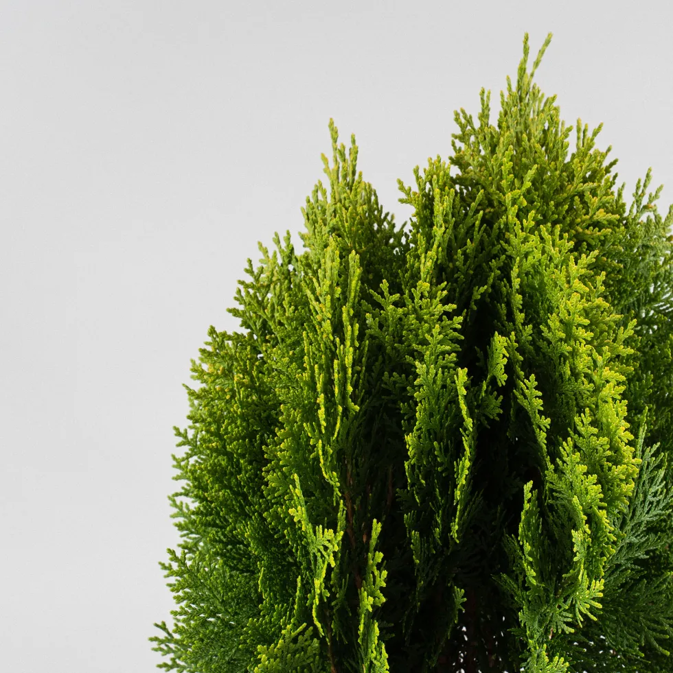 Tuya Oriental - Thuja orientalis 'Aurea Nana'