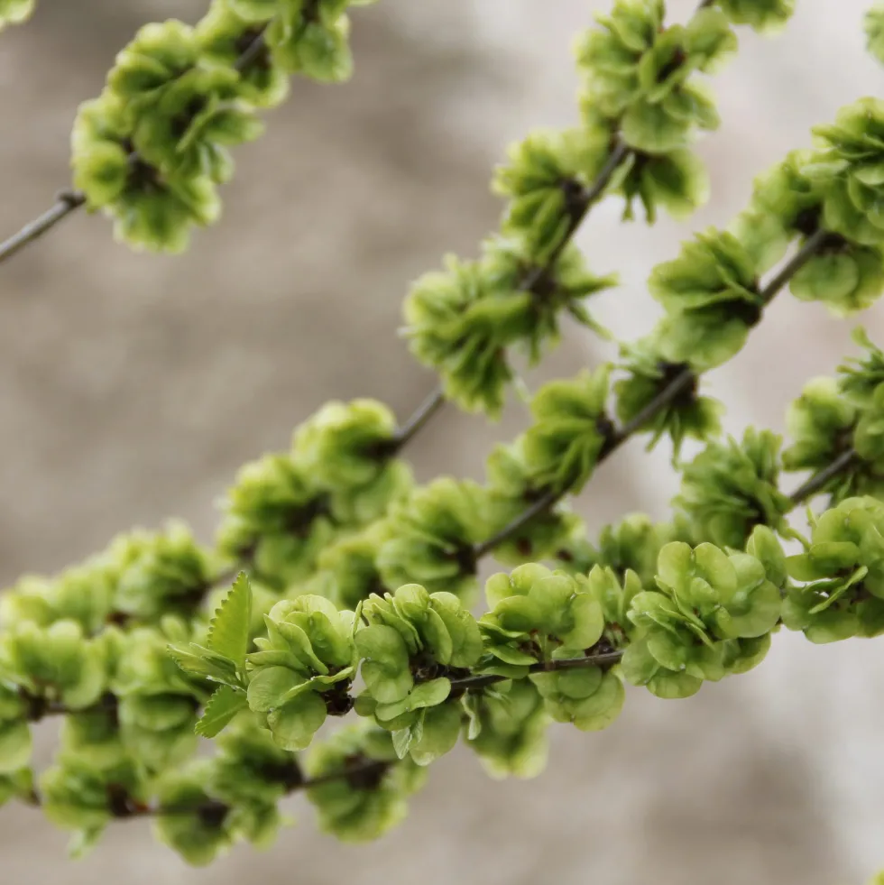 Ulmus minor