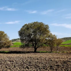 Ulmus minor