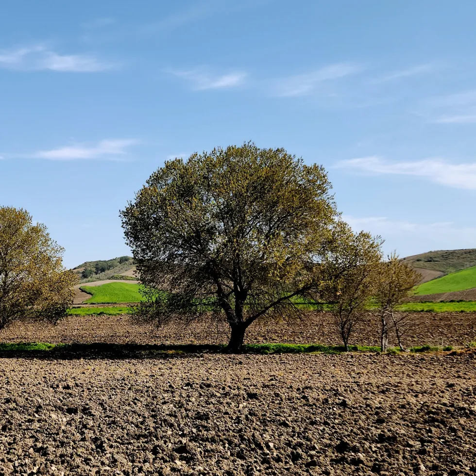 Ulmus minor