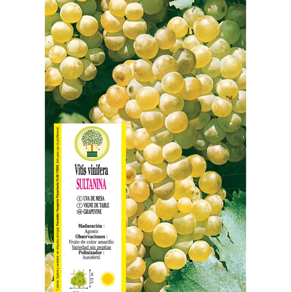 Uva blanca 'Thompson Seedless' (Vitis vinifera)