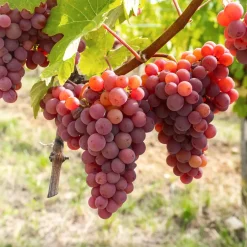 Uva roja 'Crimson' (Vitis vinifera)