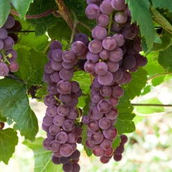 Uva roja 'Garnacha' (Vitis vinifera)