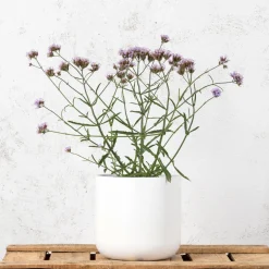 Verbena bonariensis
