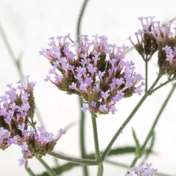 Verbena bonariensis