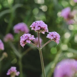 Verbena bonariensis