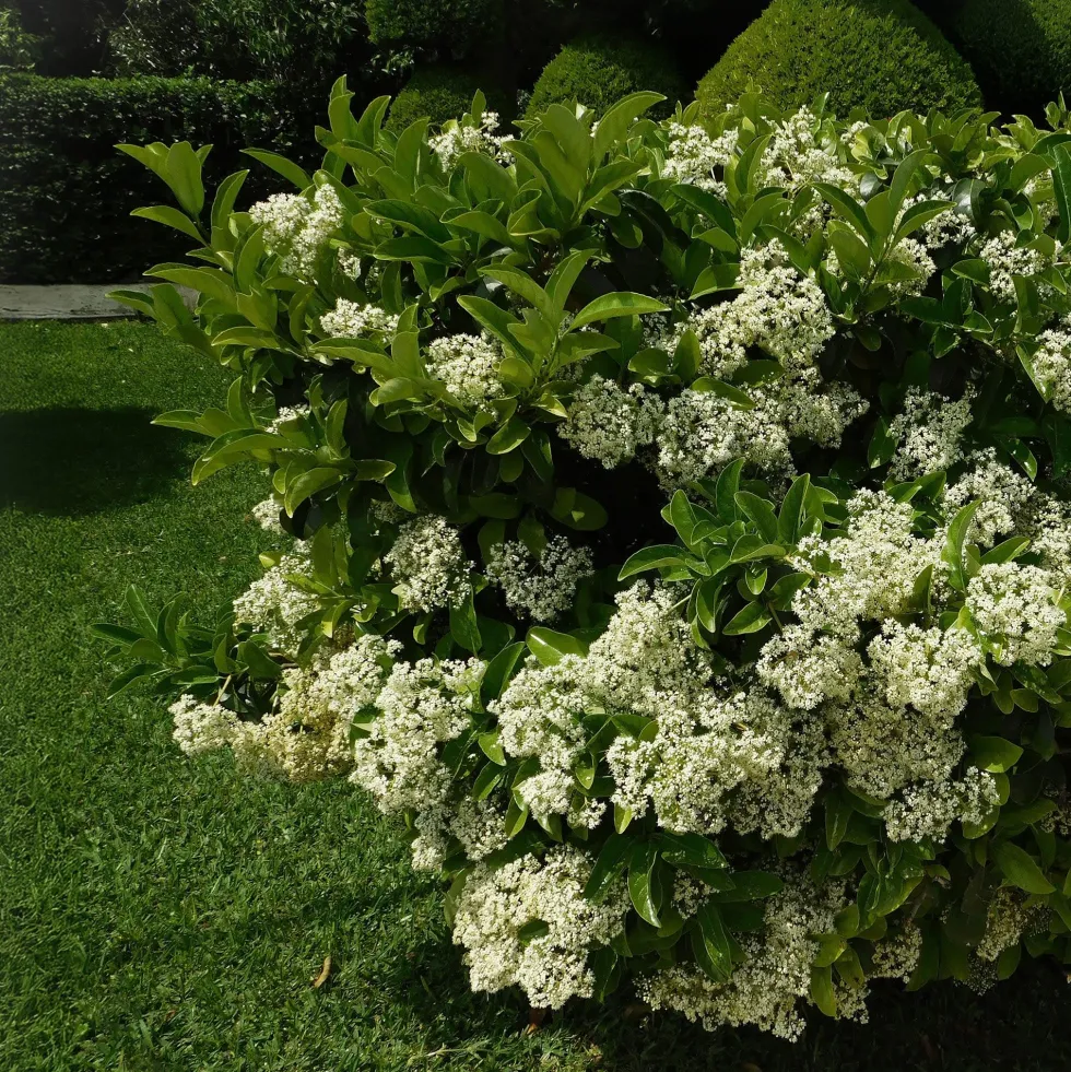 Viburnum odoratissimum 'Lucidum'