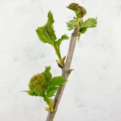 Viburnum opulus 'Roseum' (Bola de Nieve, Mundillo)