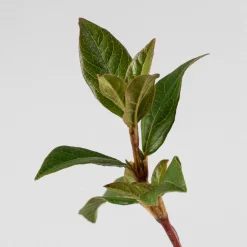 Viburnum tinus (Durillo Común)