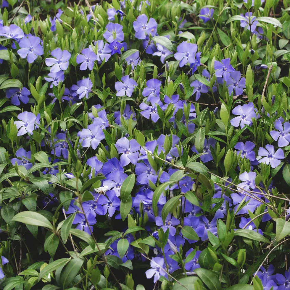 Vinca minor