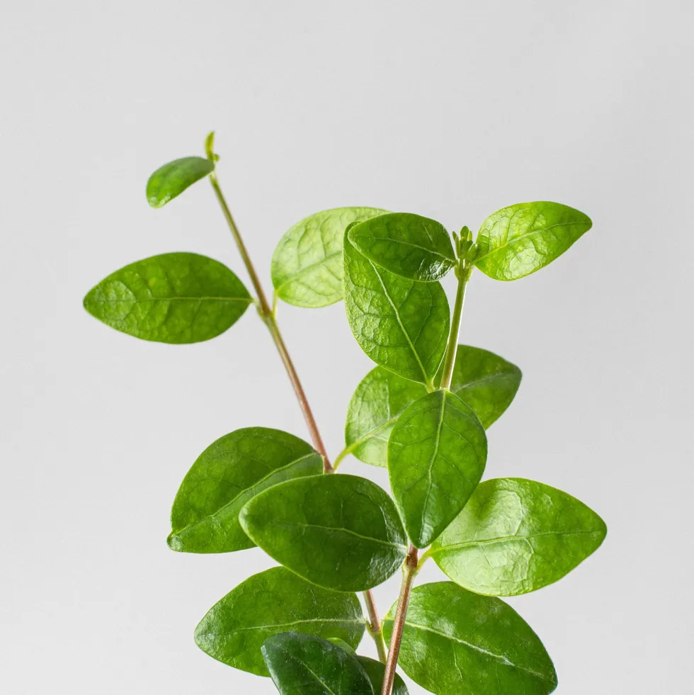 Vinca minor