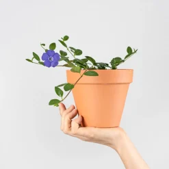Vinca minor