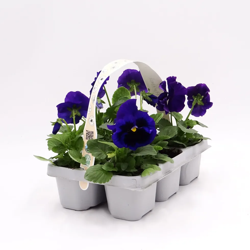 Viola × wittrockiana 'Blue Blotch' - Pensamiento