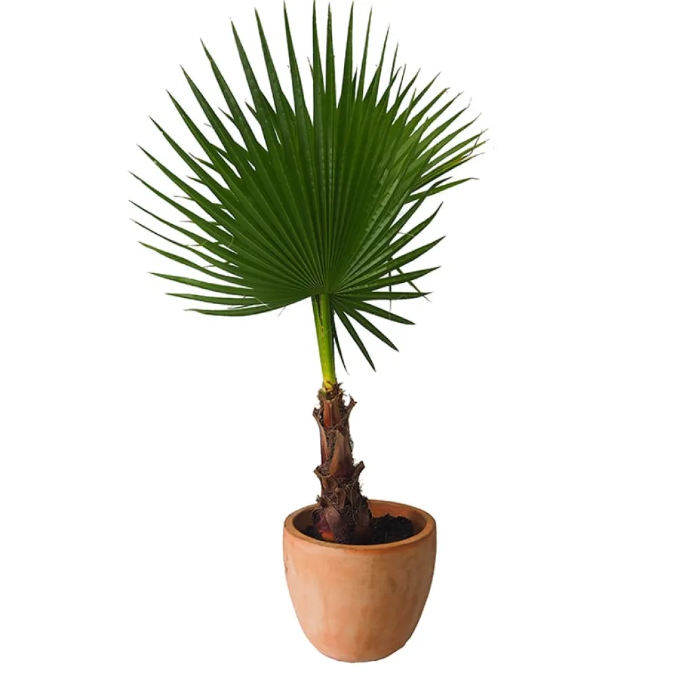 Washingtonia robusta