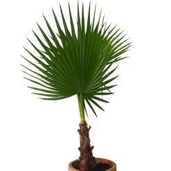 Washingtonia robusta