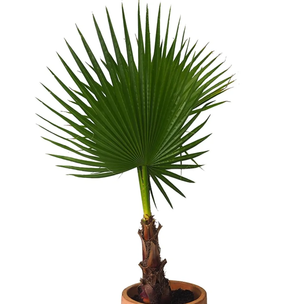 Washingtonia robusta