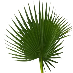 Washingtonia robusta