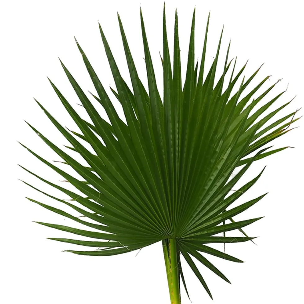 Washingtonia robusta