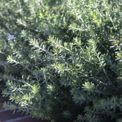 Westringia fruticosa (Romero Marino)