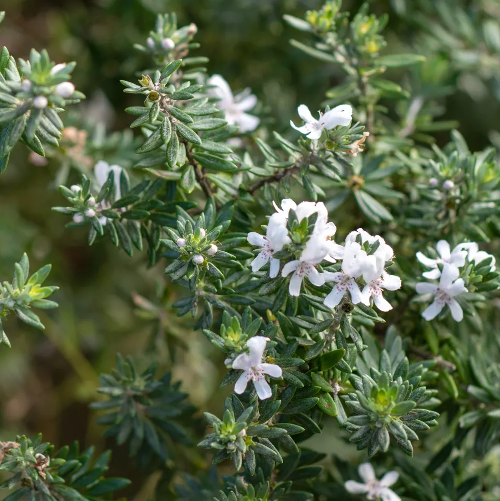 Westringia fruticosa (Romero Marino)