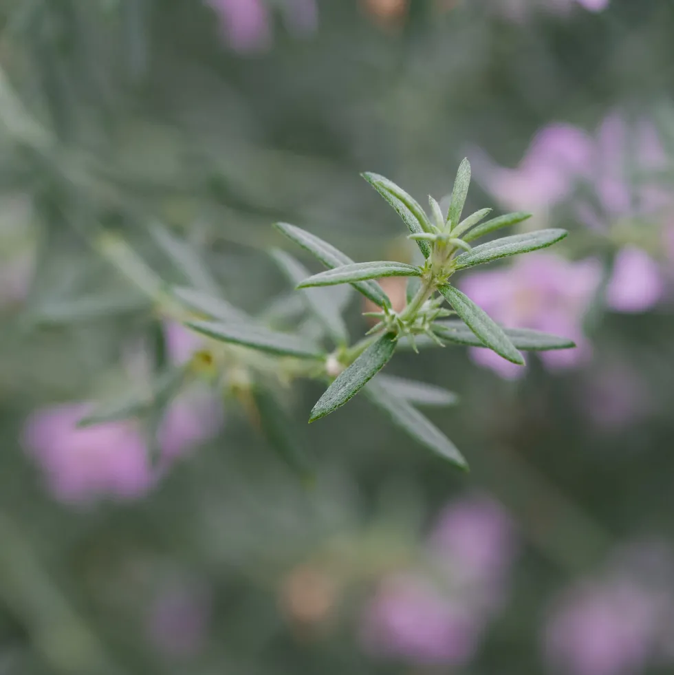 Westringia longifolia (Romero Auestraliano)