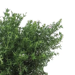 Westringia longifolia (Romero Auestraliano)