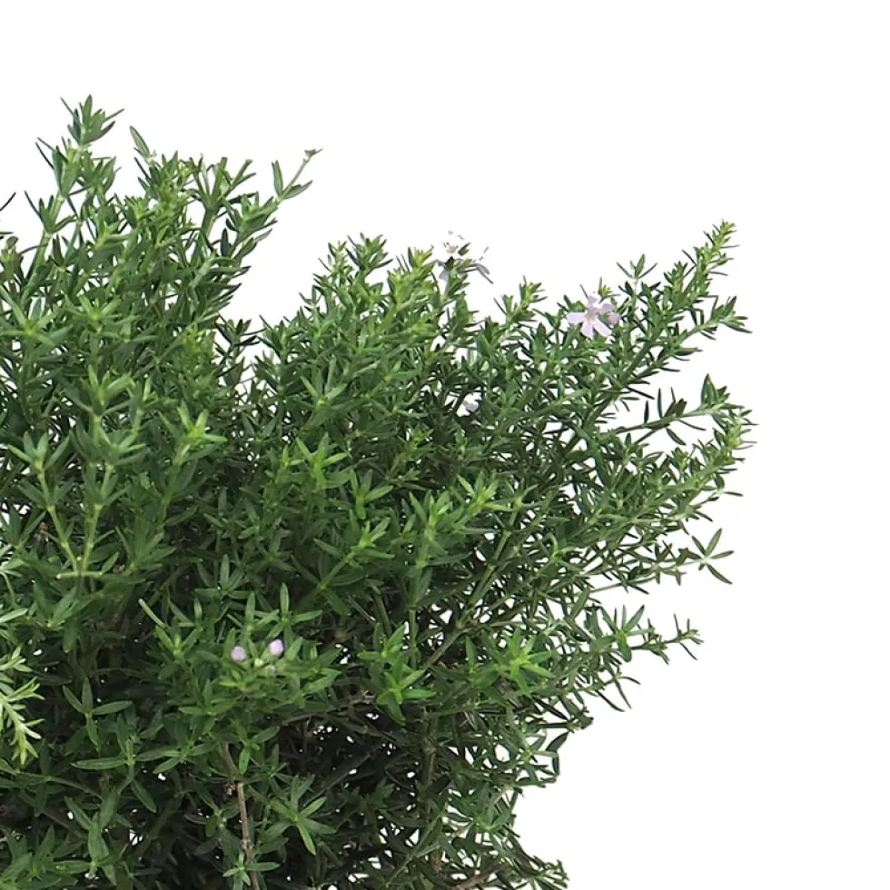 Westringia longifolia (Romero Auestraliano)