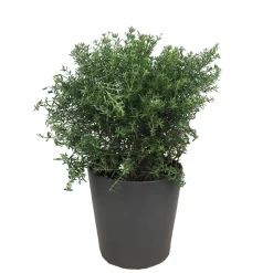 Westringia longifolia (Romero Auestraliano)