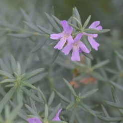 Westringia longifolia (Romero Auestraliano)