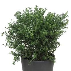 Westringia longifolia (Romero Auestraliano)