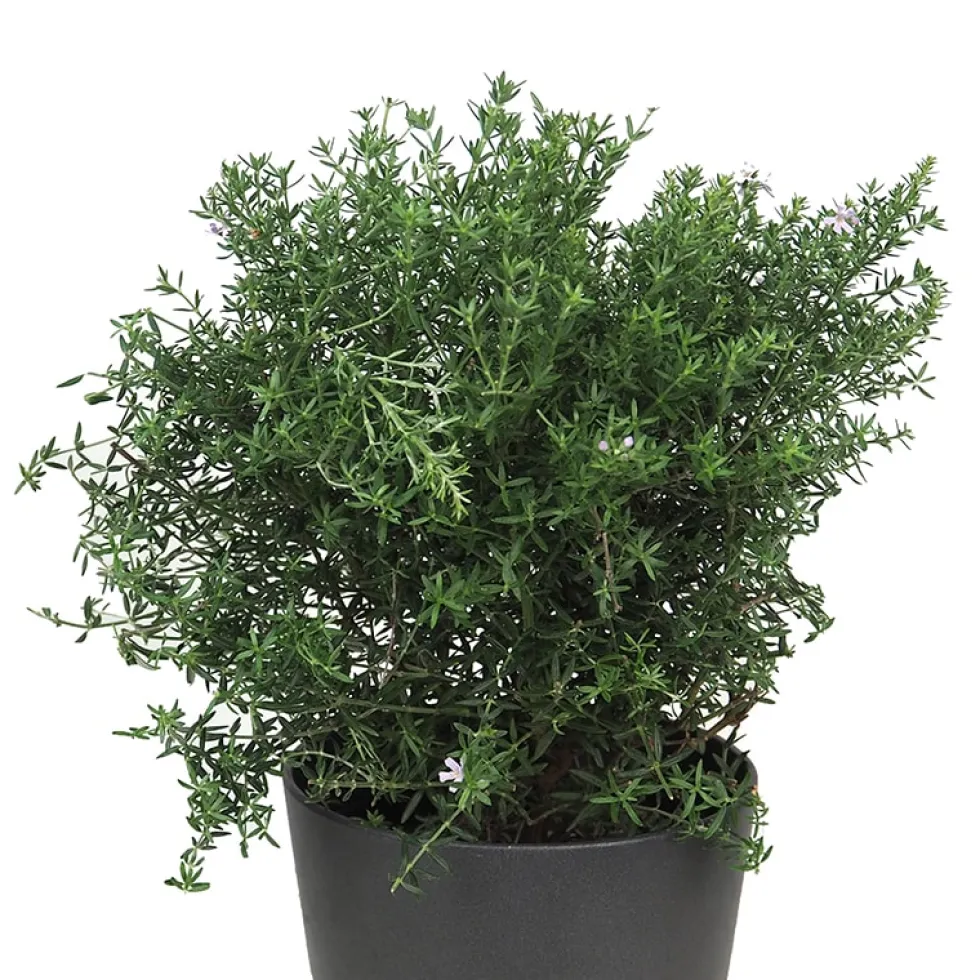 Westringia longifolia (Romero Auestraliano)