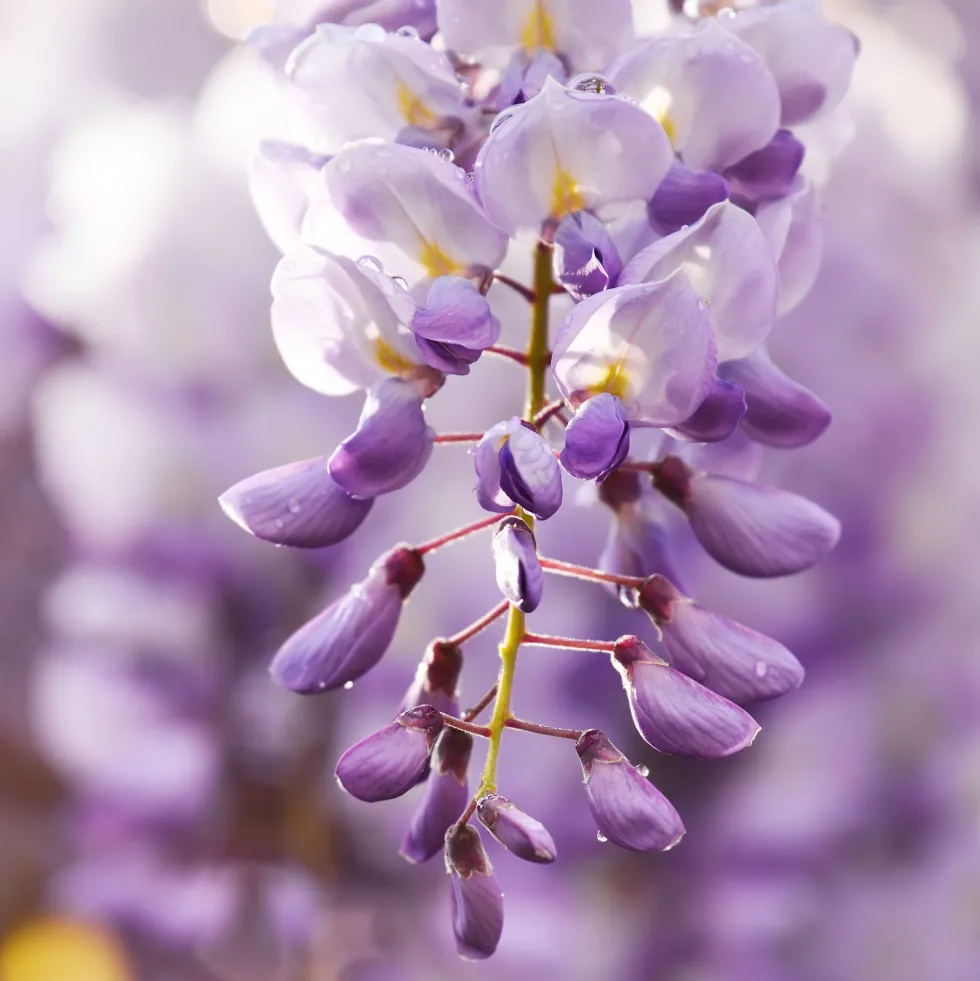Wisteria sinensis azul (Glicinia)
