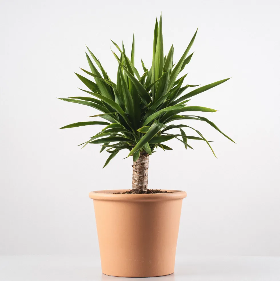 Yucca Elegans