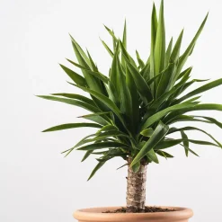 Yucca Elegans