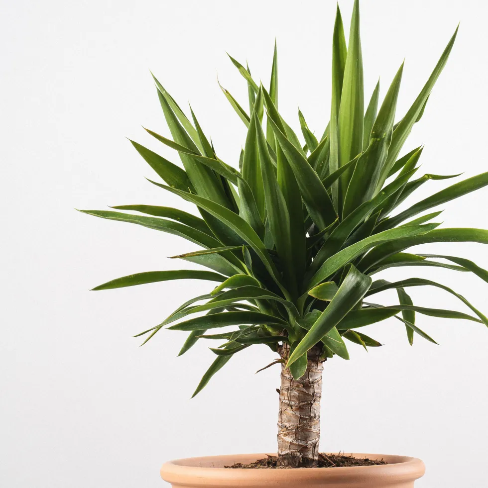 Yucca Elegans
