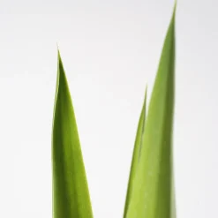 Yucca Elegans
