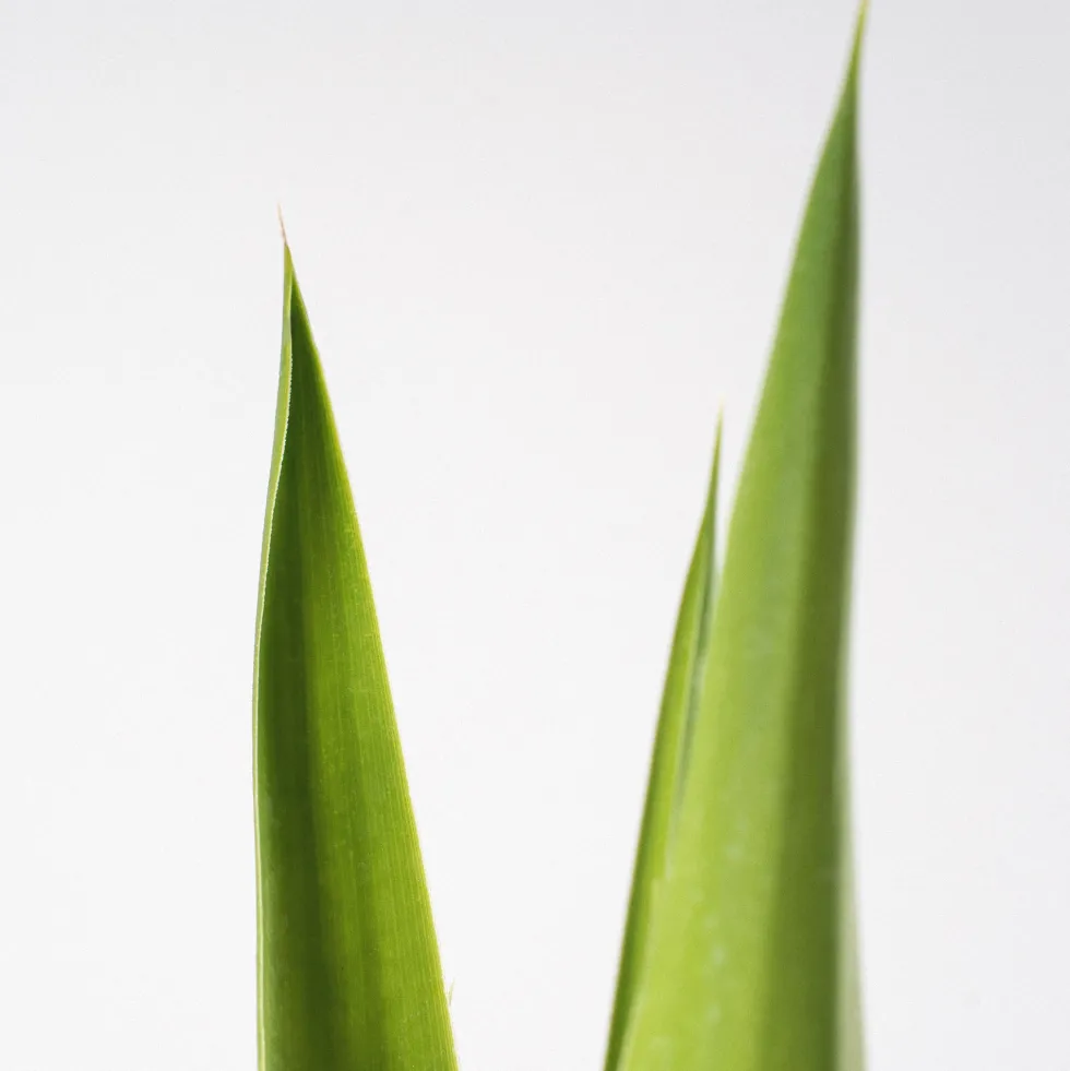 Yucca Elegans