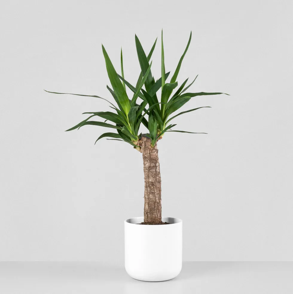 Yucca gigantea