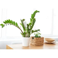 Zamioculcas zamiifolia