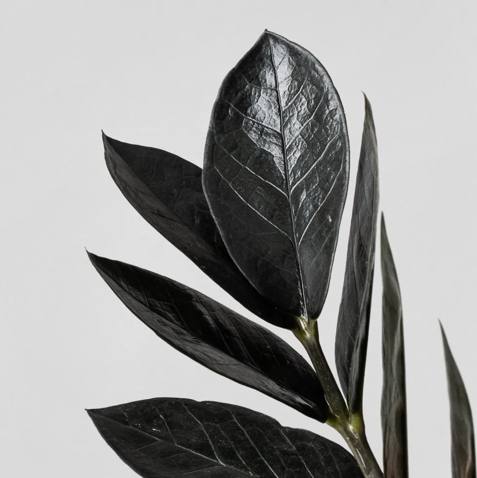 Zamioculcas zamiifolia Negra