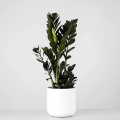 Zamioculcas zamiifolia Negra