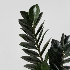 Zamioculcas zamiifolia Negra